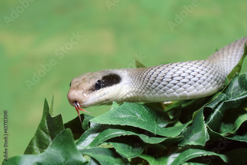 Schönnatter / Beauty rat snake / Orthriophis taeniurus callicyanous or Elaphe taeniura callicyanous photo