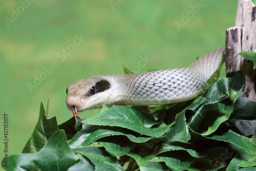 Schönnatter / Beauty rat snake / Orthriophis taeniurus callicyanous or Elaphe taeniura callicyanous photo