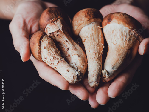 mushrooms in a hand,  pine mushrooms