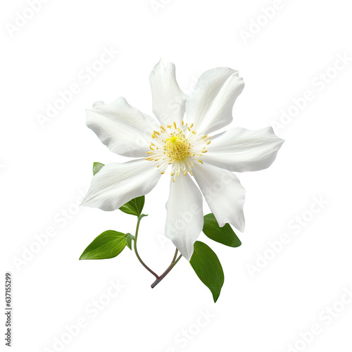 White summer blooming Clematis flower © TheWaterMeloonProjec