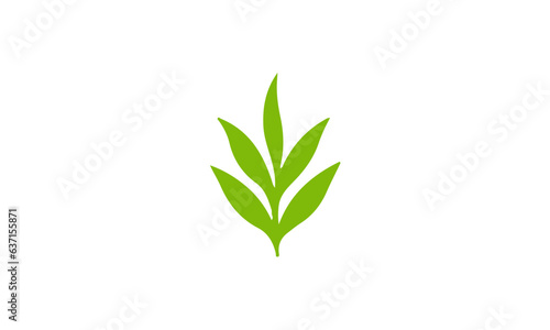 green plant isolated on white