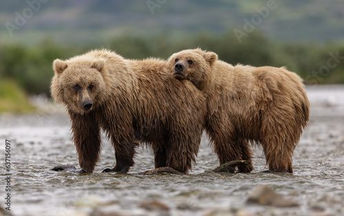 Photography Brown Bear Cubs in Katmai Alaska