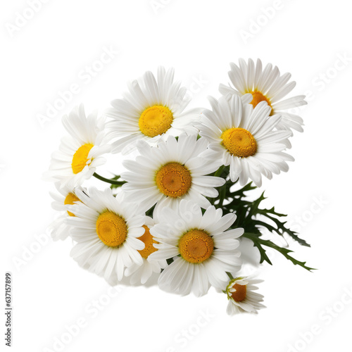 photorealistic daisies isolated on a white background