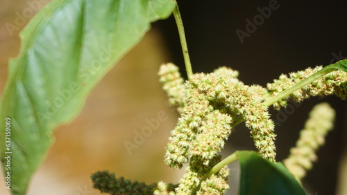Spinach flowers are small seeds in spinach plants, these plants are usually made as vegetables when in Indonesia