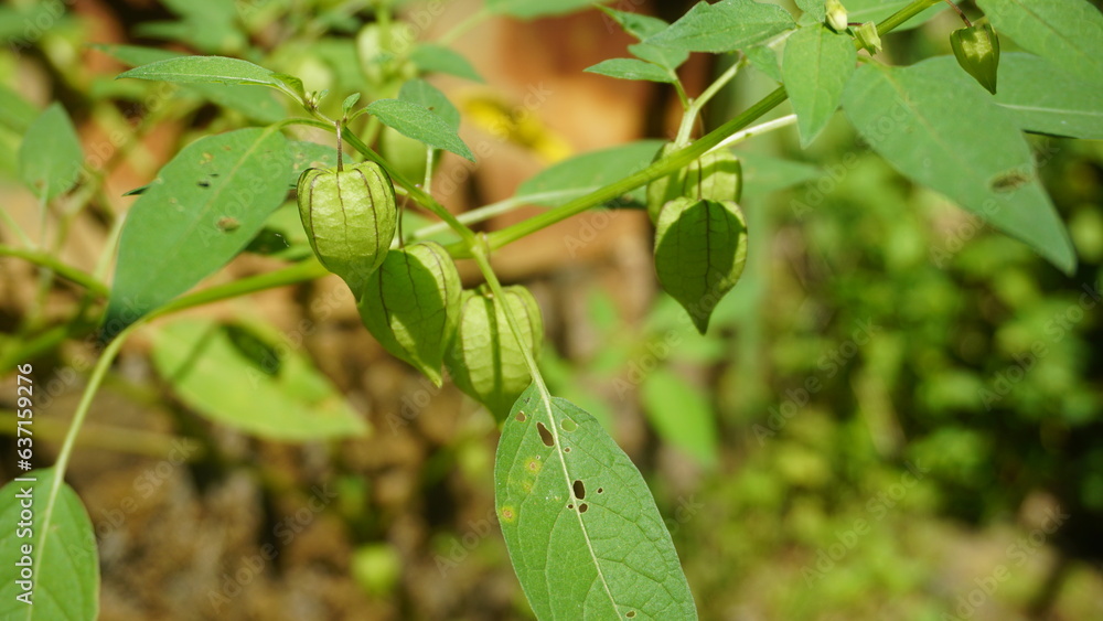 iplukan is a wild plant whose fruit can be eaten and can be used as an alternative medicine iplukan is a wild plant whose fruit can be eaten and can be used as an alternative medicine
