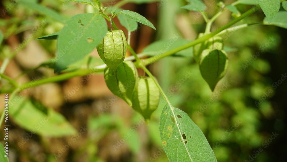 iplukan is a wild plant whose fruit can be eaten and can be used as an alternative medicine iplukan is a wild plant whose fruit can be eaten and can be used as an alternative medicine