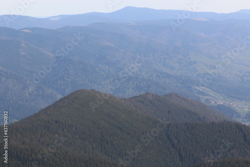 forest in the mountains