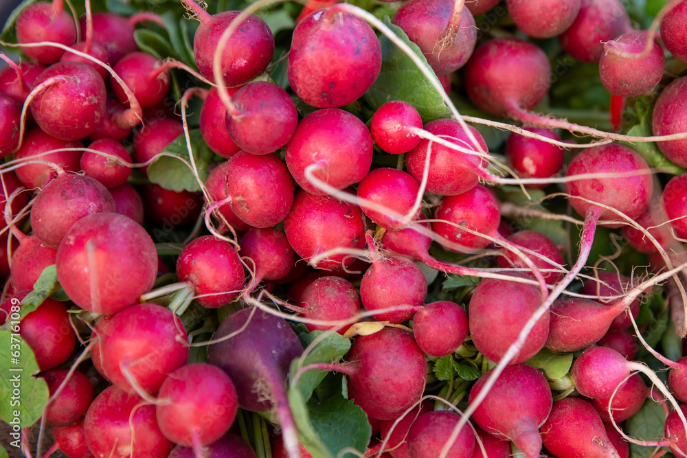 Background of Radishes Background of Radishes