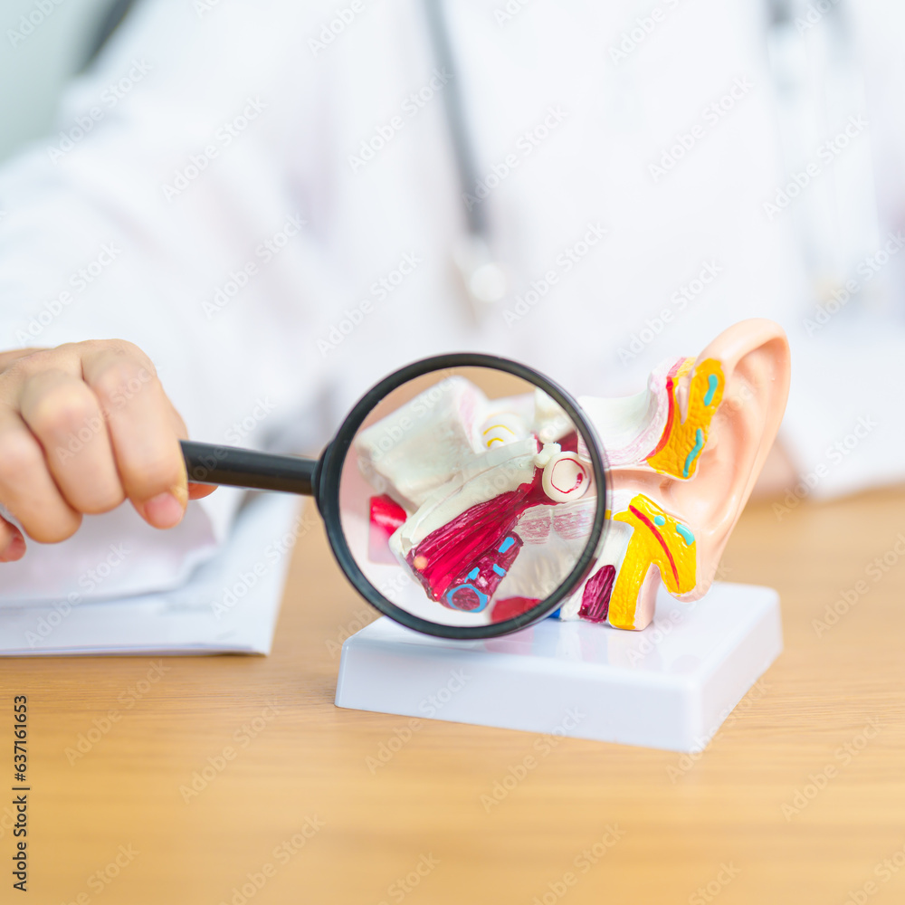 Doctor with human Ear anatomy model with magnifying glass. Ear disease