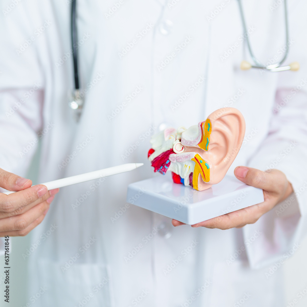 Doctor with human Ear anatomy model. Ear disease, Atresia, Otitis Media