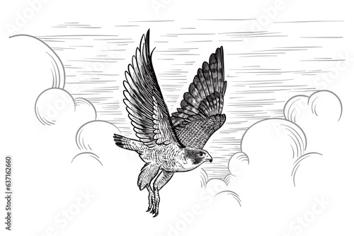 Canvas Print Vintage engraved vector illustration of a flying peregrine falcon isolated on sk