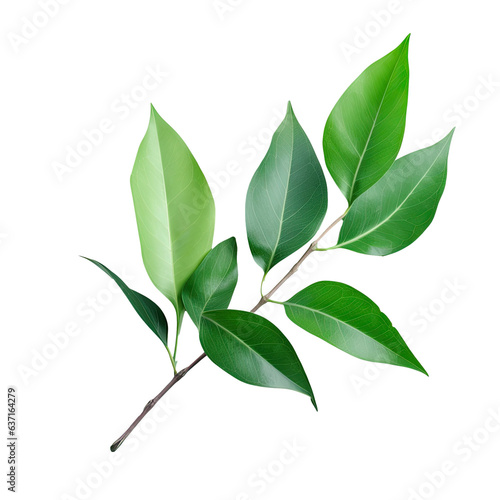 Isolated green leaves on transparent background