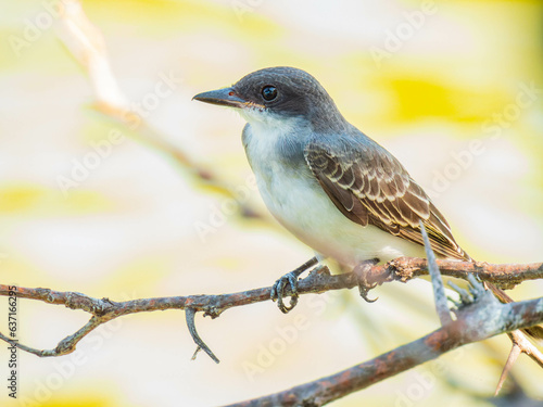 Close up shot of Gray kingbird © Kit Leong