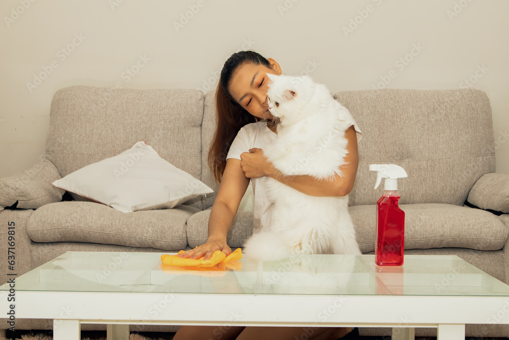 Obraz premium Cheerful happy asian beautiful woman doing housework wiping using cloth and spray bottle to clean glass table inside living room relaxing sitting with cute tame white fluffy cat pet.