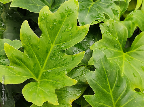 Closeup of leaves with water drops of Philodendron bipinnatifidum photo