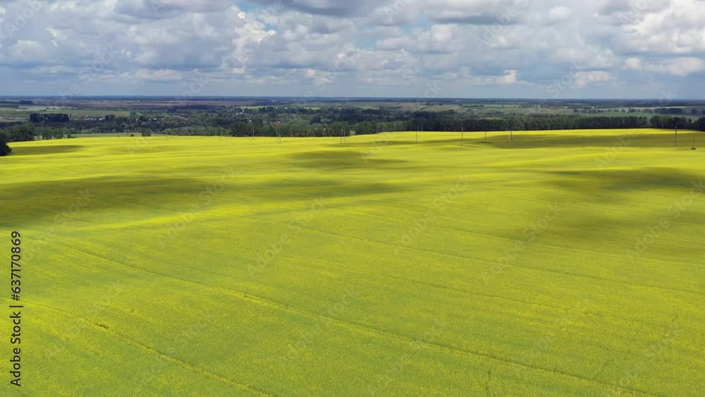 Aerial video of drone flight over agricultural fields of rapeseed and wheat. Aerial video of drone flight over agricultural fields of rapeseed and wheat.