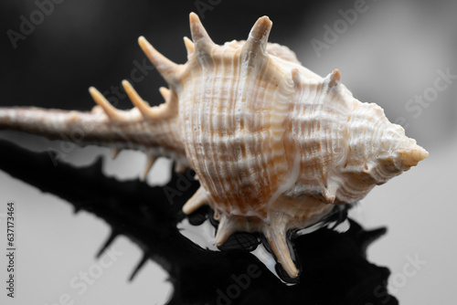 sea shell on bed of water with a black background