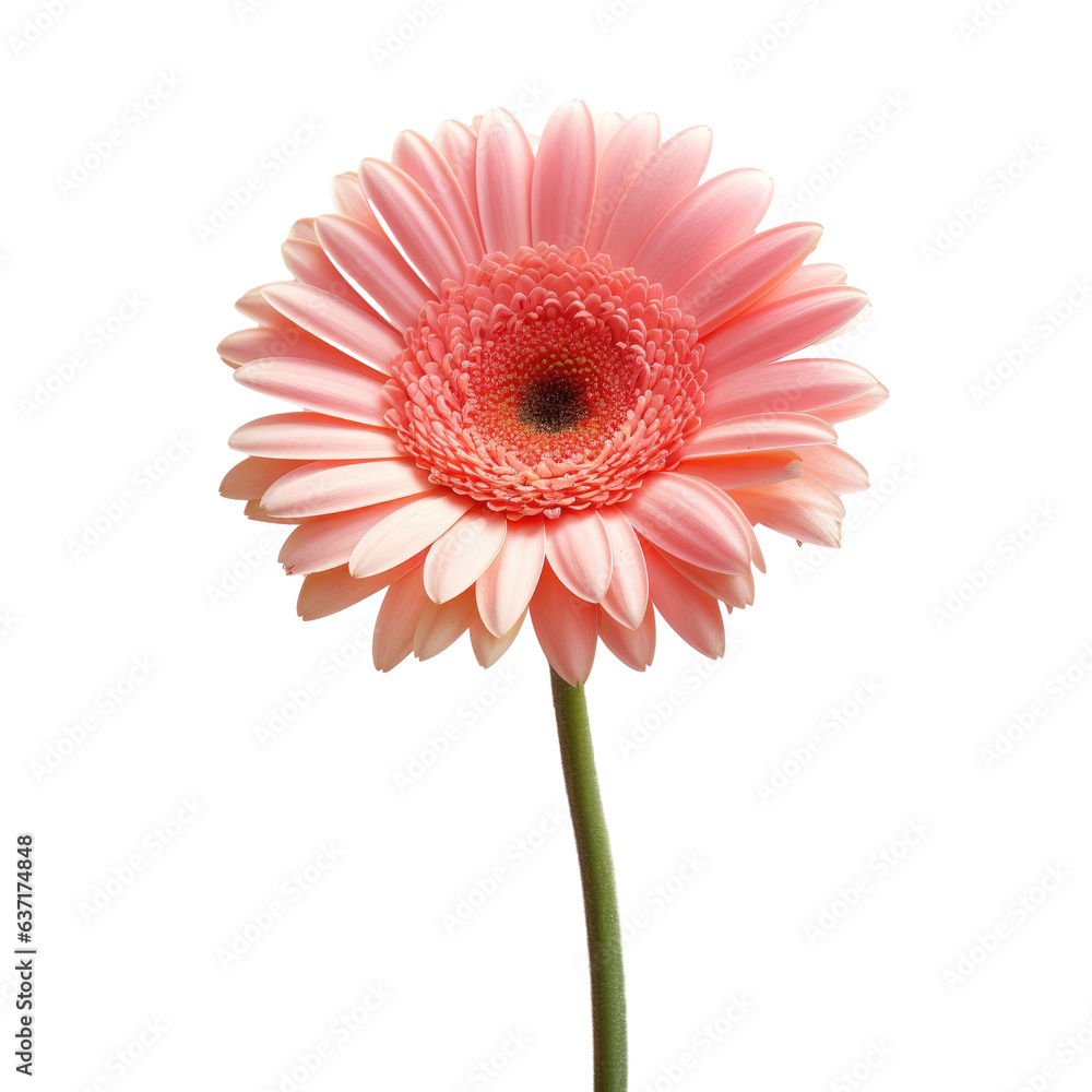 Gerbera flower on transparent background isolated