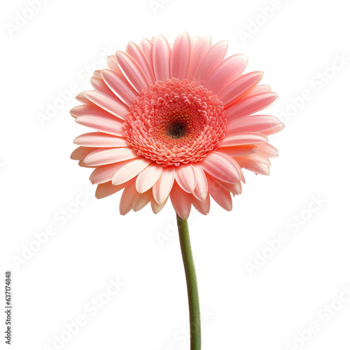 Gerbera flower on transparent background isolated
