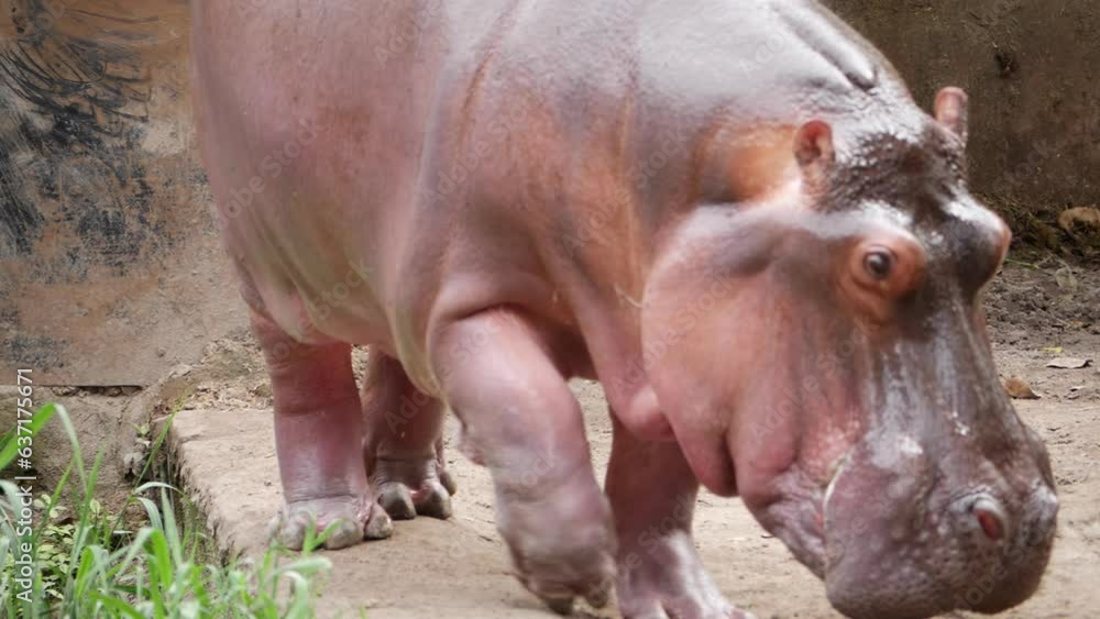 There is a hippopotamus at the San Diego Zoo There is a hippopotamus at the San Diego Zoo