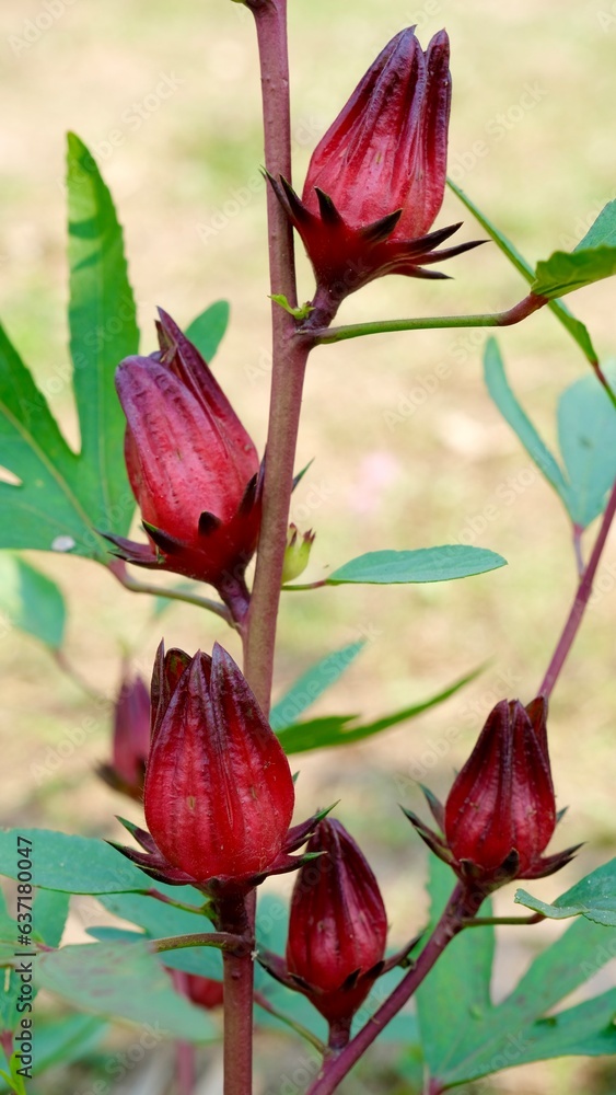 Obraz premium Hibiscus sabdariffa Roselle Healthy Food Alternative Medicine Drinks.