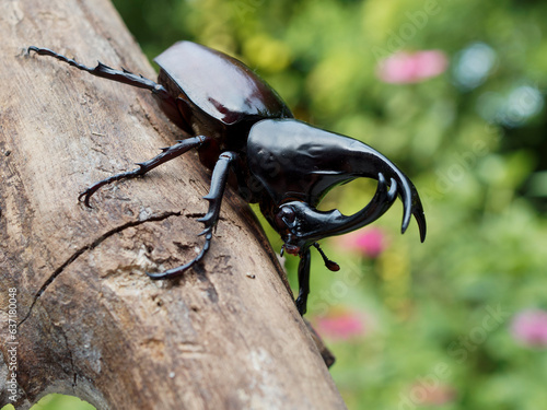 Siamese Rhinoceros Beetle
Fighting Beetle
animal
wildlife
Beetle
Insect
Macro
Closeup
