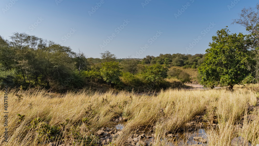 Among the tall yellowed grass, the rocky bed of a dried-up stream is visible. Thickets of green trees against a clear blue sky. India. Ranthambore National Park.