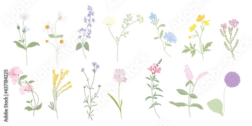 Hand drawn wild floral arrangements with small flower. Botanical illustration minimal style.