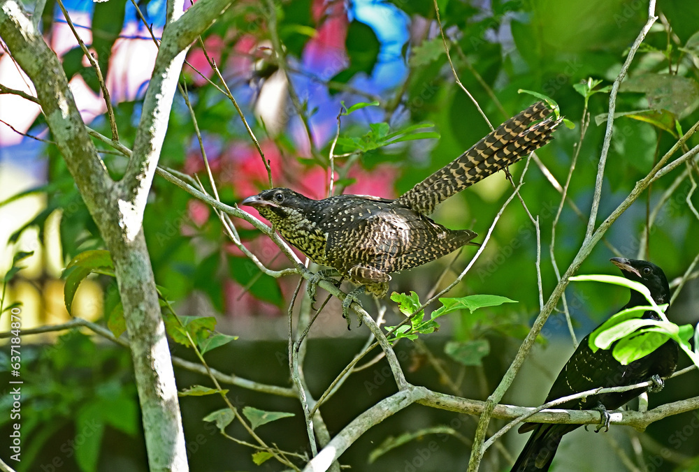 Fototapeta premium Asian Koel - Juvenile