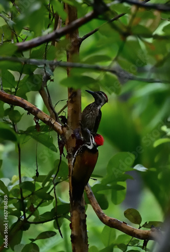 Tableau sur toile A pair of Woodpeckers