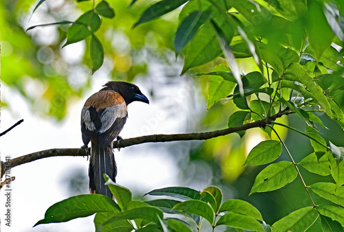 Rufous Treepie - Dendrocitta vagabunda photo