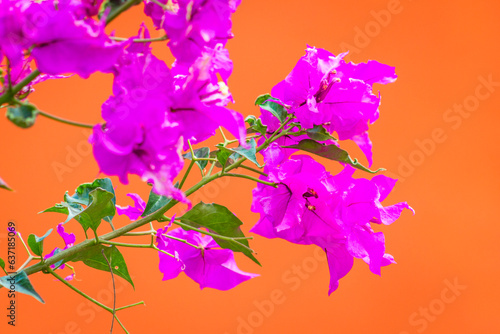 Blooming bouquet of bougainvillea on a tree.