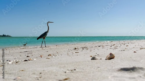 Long neck Great Blue Heron tropical bird at tropical sandy beach