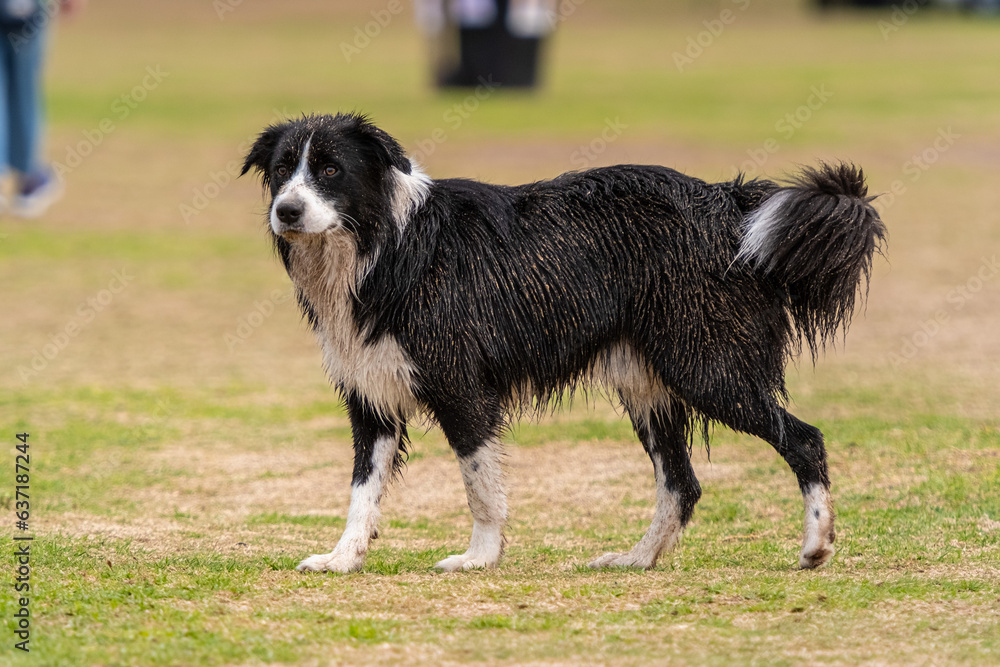 Dirty Border Collie puppy walking in the dog park Dirty Border Collie puppy walking in the dog park