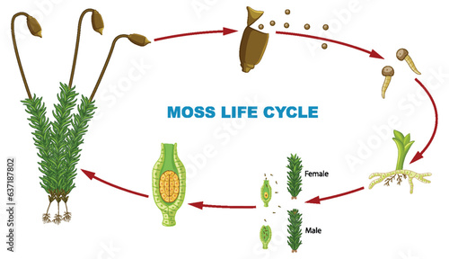 Biology Study: Moss Plant Life Cycle Infographic