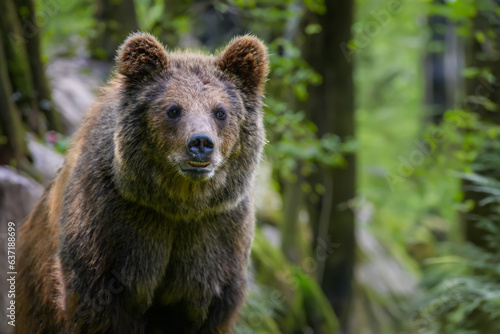 Wild Brown Bear (Ursus Arctos) in the forest. Animal in natural habitat. Wildlife scene