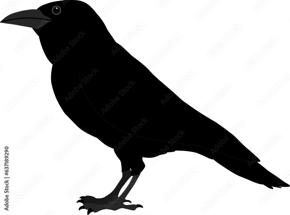 Obraz premium Crow vector without background