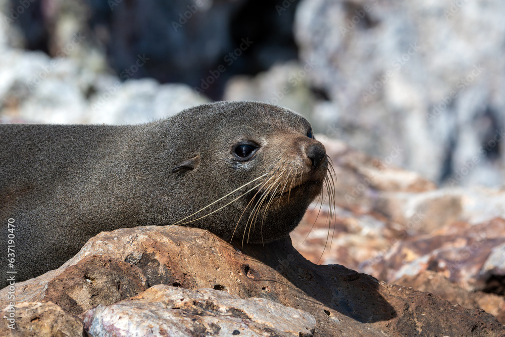 Fototapeta premium New Zealand Fur Seal relaxing on rocks, with rocky background