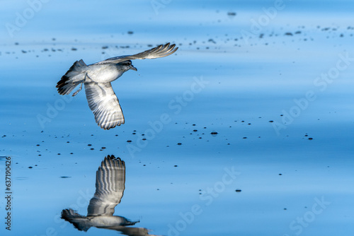 Fairy Prion (Pachyptila turtur) seabird flying low over calm ocean and reflecting on ocean surface - Tutukaka, New Zealand photo