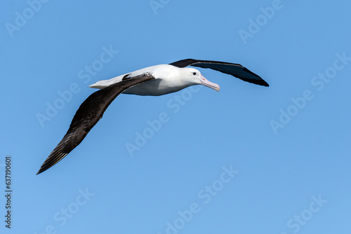 Northern Royal Albatross  Diomedea sanfordi  seabird in flight gliding with sky in background. Tutukaka  New Zealand.