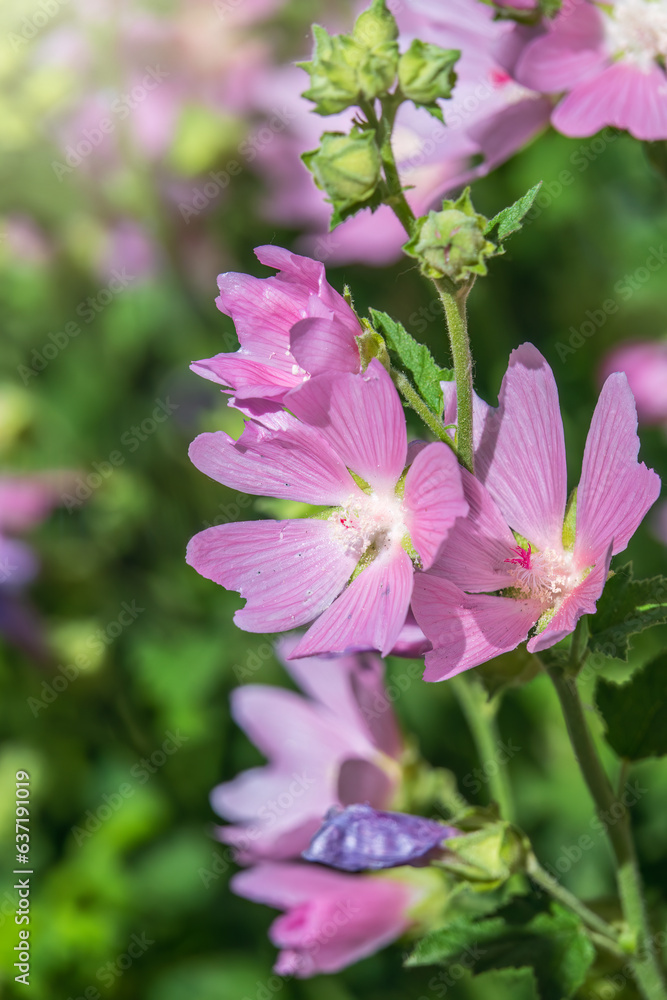 Big pink and red delicate flowers of mallow in bloom with green leaves and buds closeup, summer flowers background, Big pink and red delicate flowers of mallow in bloom with green leaves and buds closeup, summer flowers background,