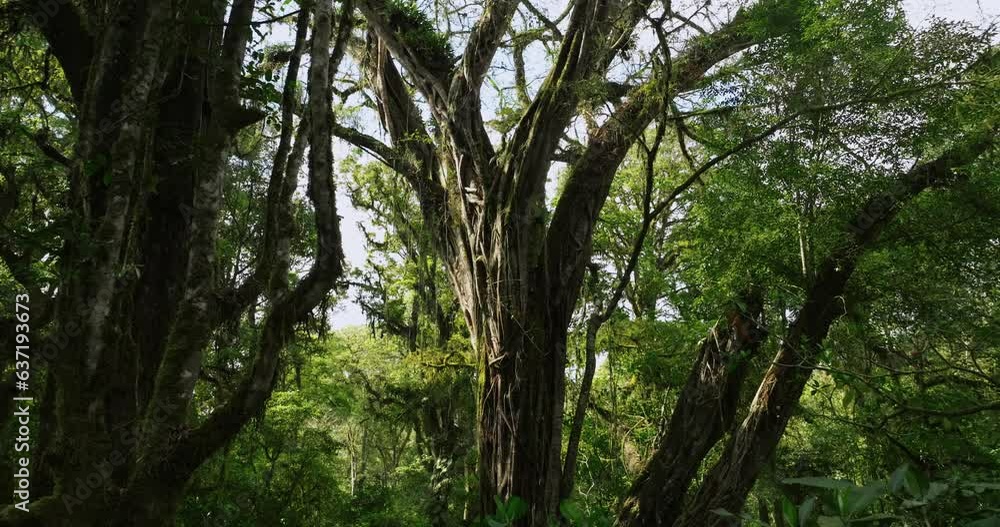 Drone view of Bali. Tropical forest interior. Nature background of a rainforest Drone view of Bali. Tropical forest interior. Nature background of a rainforest