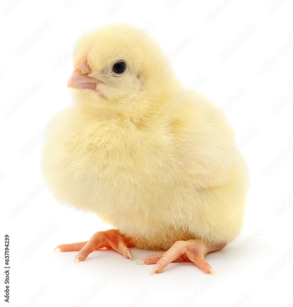 Obraz premium Small yellow chicken