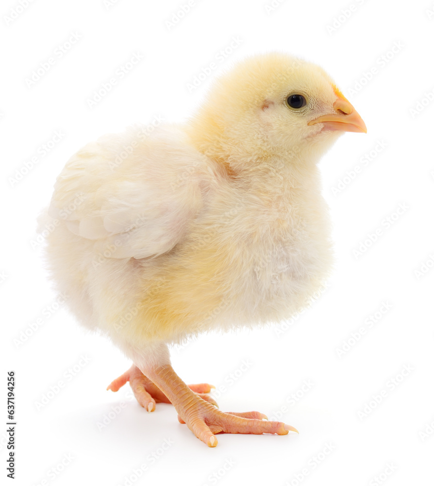 Small yellow chicken