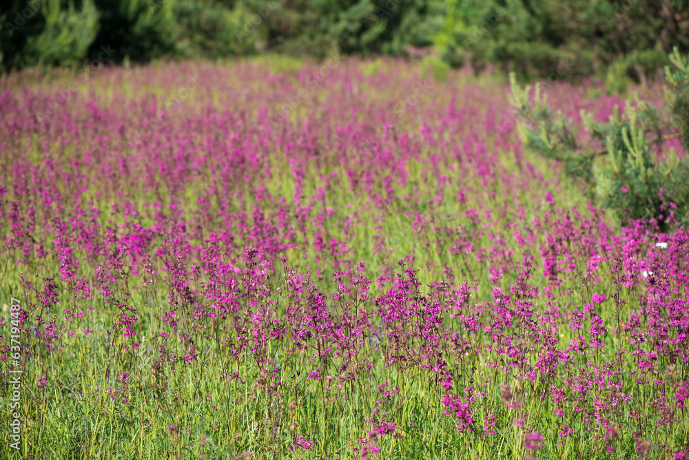 beautiful wildflowers background. summer nature. Ivan tea blooms in a meadow among the forest on a sunny day in June beautiful wildflowers background. summer nature. Ivan tea blooms in a meadow among the forest on a sunny day in June