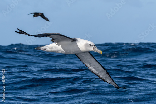 White-capped Mollymawk Albatross (Thalassarche cauta) seabird in flight gliding with view of underwings and the ocean and sky in background. Tutukaka, New Zealand.