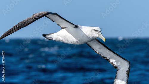 White-capped Mollymawk Albatross (Thalassarche cauta) seabird in flight gliding with view of underwings and the ocean and sky in background. Tutukaka, New Zealand. photo