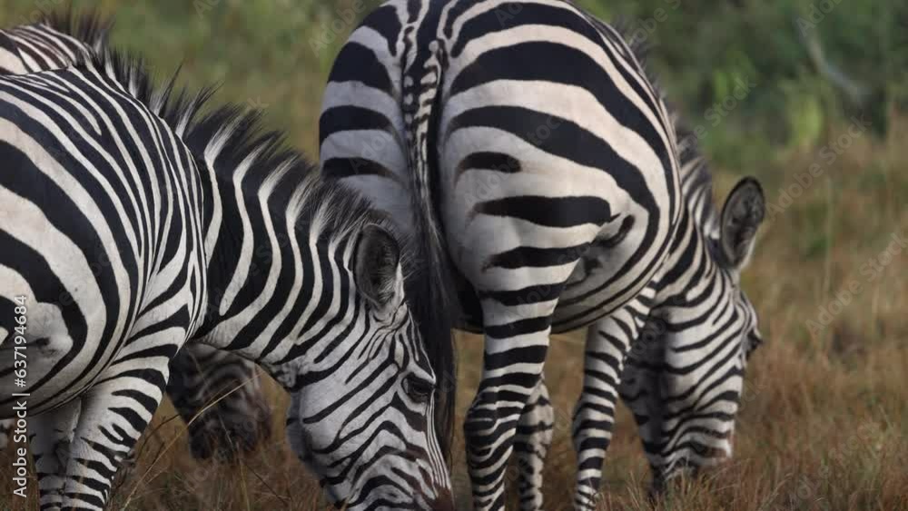 Two zebra grazing on grass in Uganda, Africa. Two zebra grazing on grass in Uganda, Africa.