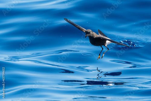 Wilson's Storm Petrel (Oceanites oceanicus) seabird in flight gliding low over ocean. Tutukaka, New Zealand. photo