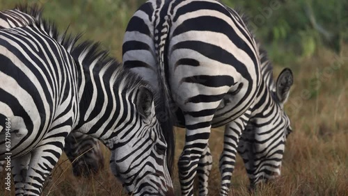 Two zebra grazing on grass in Uganda, Africa.